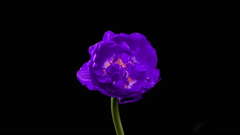 Tulip. Time Lapse of bright violet colorful tulip flower blooming on black Stock Footage 202274710