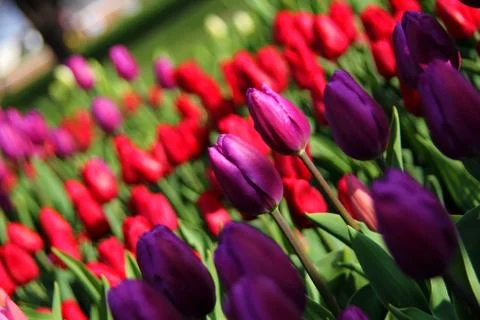 Tulip Time Stock Photos