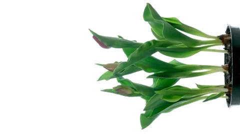Tulip Timelapse Stock Footage 7909995