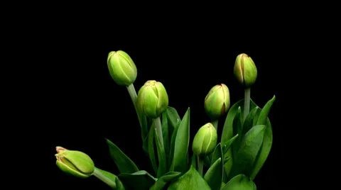 Tulip Timelapse Stock Footage 8017326
