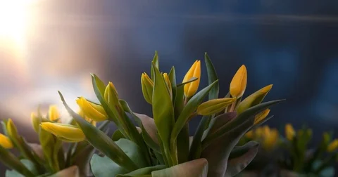 Tulip timelapse growing compositing spring Видео 84858114