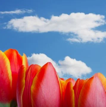 Tulip tops Stock Photos