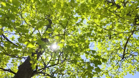 Tulip tree and sunlight filtering through the trees Stock Footage 300750793