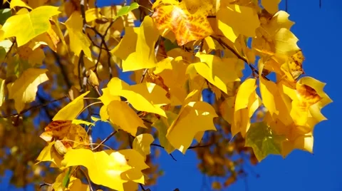 Tulip tree in autumn Stock Footage 53777664