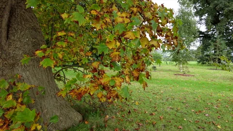 Tulip tree autumn Video stock 253498752