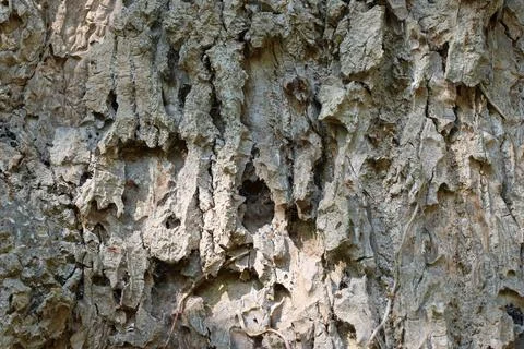 Tulip tree bark in close up Stock Photos