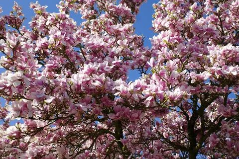 Tulip tree in bloom Stock Photos