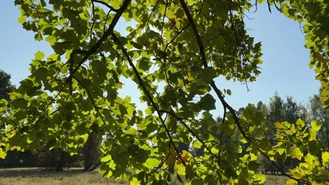 Tulip tree branches with green leaves against big glade backlit Stock Footage 254949752