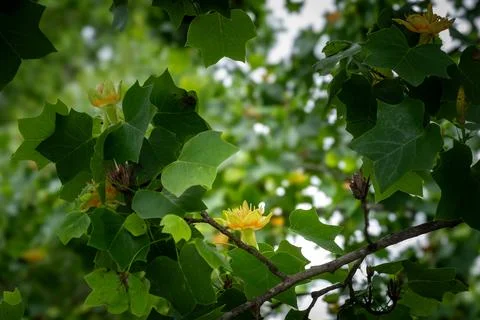 Tulip tree flower in full bloom among green foliage Stock Photos