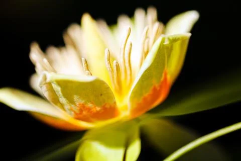 Tulip tree flower Stock Photos