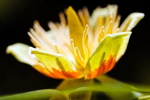Tulip tree flower Stock Photos
