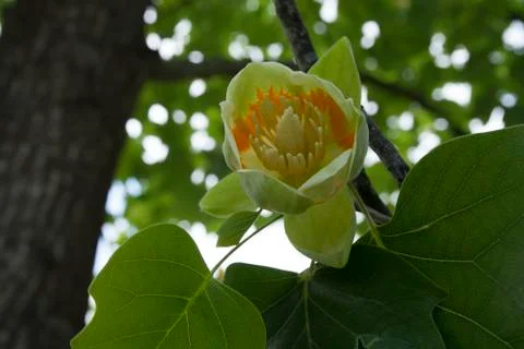 Tulip tree flower. Stock Photos