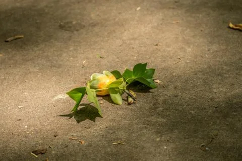Tulip tree flower Foto stock