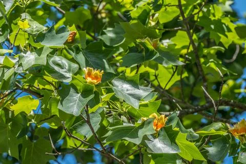 Tulip tree flowers Stock Photos