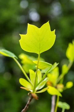 Tulip tree green leaf. Foto stock