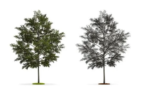 Tulip tree. Illustrazione stock