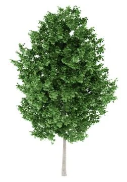 Tulip tree isolated on white background. 3d illustration Stock Illustration