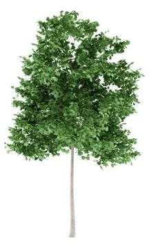 Tulip tree isolated on white background. 3d illustration Stock Illustration