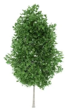 Tulip tree isolated on white background. 3d illustration Stock Illustration