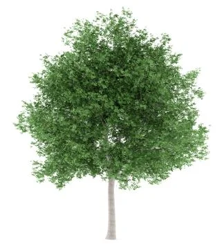 Tulip tree isolated on white background. 3d illustration Stock Illustration