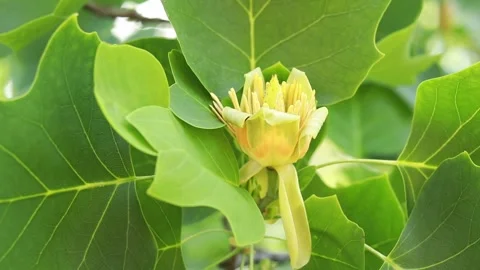 Tulip tree. A large yellow flower among the leaves Stock Footage 243682140