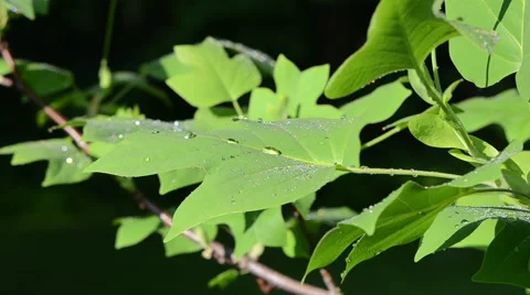 Tulip tree leaf dew drops Stock Footage 39970728