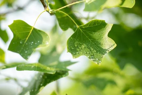 Tulip tree leaf in spring. Liriodendron tulipifera. Selective focus. spring s Stock Photos