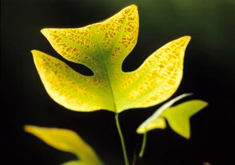 Tulip tree leaves Stock Photos