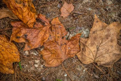 Tulip tree leaves Stock Photos