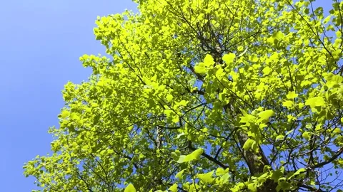 Tulip tree leaves swaying in the wind, tohoku Japan Stock Footage 301413593
