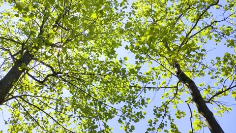 Tulip tree leaves swaying in the wind, tohoku Japan Stock Footage 301413597