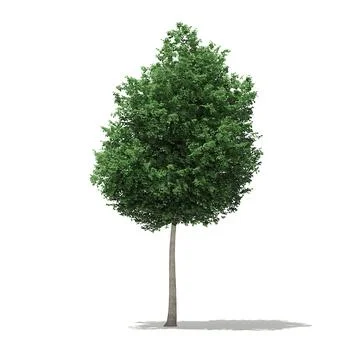Tulip Tree (Liriodendron) 8.1m 3D Model