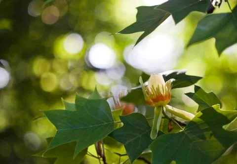 Tulip tree Stock Photos