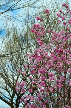Tulip Tree Foto stock
