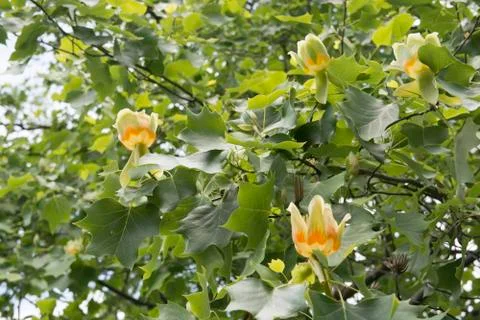 Tulip tree Stock Photos