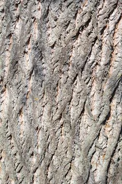 Tulip tree Stock Photos