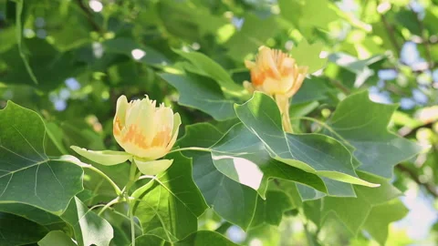 Tulip tree with yellow flowers Stock Footage 155720780