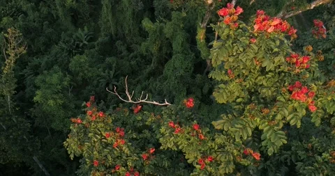 Tulip trees at sunset- camera down - sideways - nice Stock-Footage 305783848