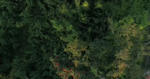 Tulip trees at sunset- camera down1 Stock-Footage 305783797