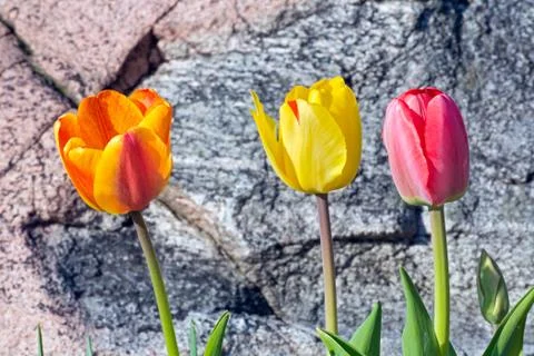 Tulip Triplets Stock Photos