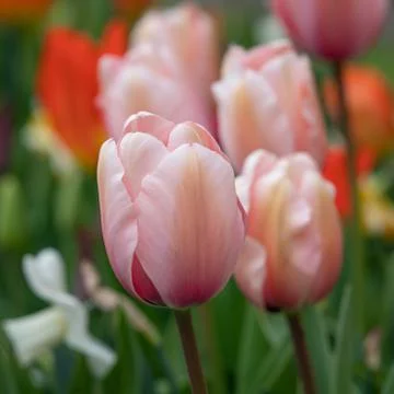 Tulip, Tulipa Stock Photos