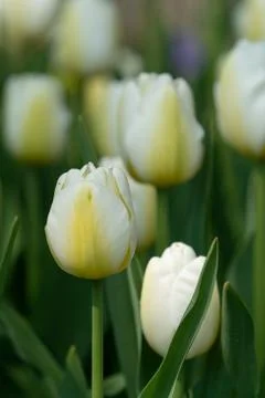 Tulip, Tulipa Stock Photos