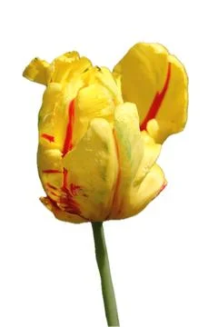 Tulip  (Tulipa) Stock Photos