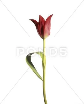Tulip (tulipa sp.) Stock Photos