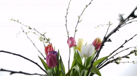 Tulip Turning Cold Light Stock Footage 663985