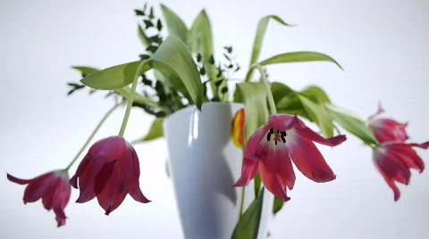 Tulip Turning - sharpness constant Stock Footage 664156