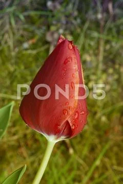 Tulip on a Tuscan Garden, Italy Stock Photos
