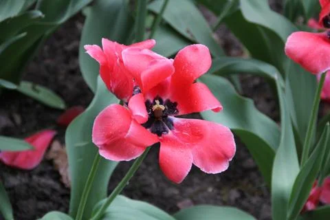 Tulip uncovered Fotos Stock