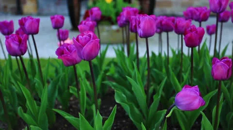 Tulip under Old Canon Stock Footage 23834655
