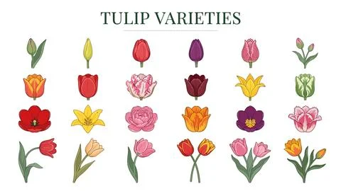 Tulip varieties collection displaying different bloom shapes and vibrant fl.. Illustrazione stock